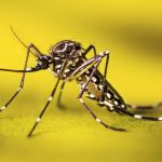 Tolima refuerza controles y exige revacunación contra la fiebre amarilla ante nuevos casos