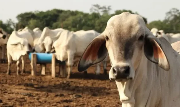 Recuperan 17 reses robadas en Armero Guayabal; fueron halladas en Puerto Salgar
