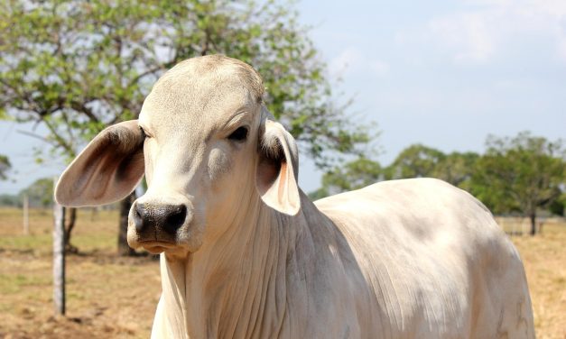 Autoridades refuerzan operativos tras robo de 11 reses en finca rural de Armero Guayabal
