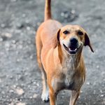 El Espinal da un giro radical en la salud de más de 60 caninos rescatados