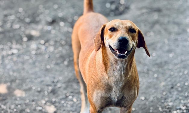 El Espinal da un giro radical en la salud de más de 60 caninos rescatados