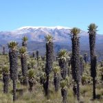 “Ni se les ocurra abrazar los frailejones”: secretaria de Ambiente del Tolima a quienes transitan por la vía Murillo-Manizales