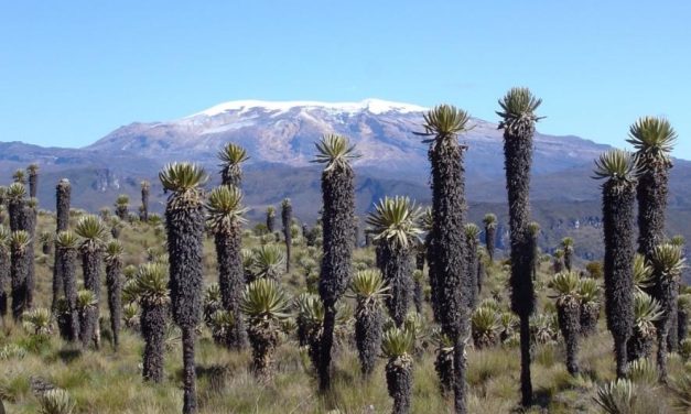 “Ni se les ocurra abrazar los frailejones”: secretaria de Ambiente del Tolima a quienes transitan por la vía Murillo-Manizales