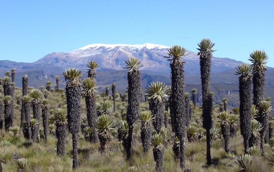 “Ni se les ocurra abrazar los frailejones”: secretaria de Ambiente del Tolima a quienes transitan por la vía Murillo-Manizales